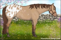 Horse Color:Bay Roan Dun Appaloosa