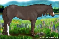 Horse Color:Liver Red Roan 