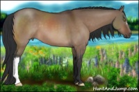Horse Color:Brown Dun 