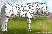 Horse Color:Liver Chestnut Sabino Appaloosa 