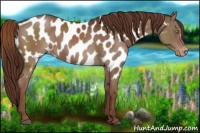 Horse Color:Liver Chestnut Near Leopard 