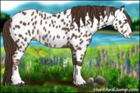 Horse Color:Liver Chestnut Appaloosa Rabicano