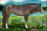 Horse Color:Liver Chestnut Sabino Rabicano