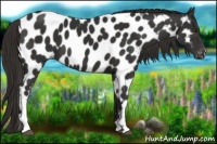 Horse Color:Liver Chestnut Near Leopard 