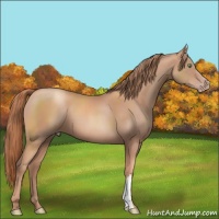 Horse Color:Gold Champagne
