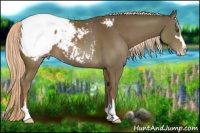 Horse Color:Chocolate Palomino Sabino Snowcap