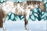 Horse Color:White Spotted Smoky Grullo Roan Appaloosa 