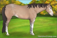Horse Color:Amber Champagne Sabino 