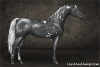 Horse Color:White Spotted Silver Black Chinchilla 
