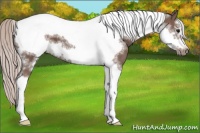 Horse Color:Silver Black Tobiano Frame 