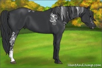 Horse Color:White Spotted Black 