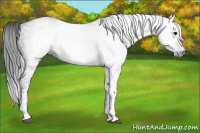 Horse Color:Gray White Spotted Black 