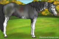 Horse Color:White Spotted Black 