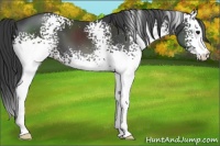 Horse Color:White Spotted Black