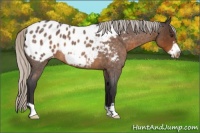 Horse Color:Silver Buckskin Roan Frame Appaloosa 