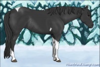 Horse Color:Black Tobiano Rabicano