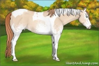 Horse Color:White Spotted Gold Champagne Dun Tobiano