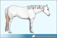 Horse Color:Black Pearl Tobiano Appaloosa Rabicano 