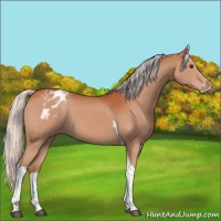Horse Color:Silver Brown Tobiano Appaloosa