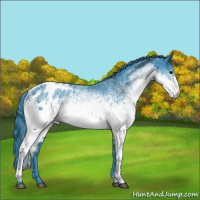 Horse Color:Watercolor White Spotted Black Appaloosa 