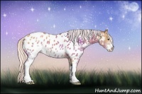 Horse Color:Silver Bay Dun Sabino Appaloosa 