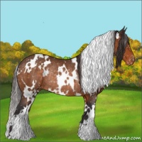 Horse Color:White Spotted Buckskin Appaloosa Rabicano 