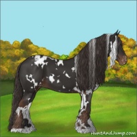 Horse Color:White Spotted Liver Chestnut Appaloosa 