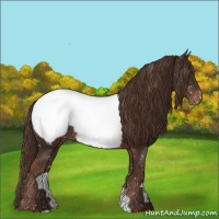 Horse Color:Liver Chestnut Snowcap 
