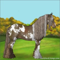 Horse Color:White Spotted Chocolate Palomino 