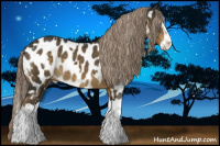 Horse Color:White Spotted Chocolate Palomino Splash Appaloosa 