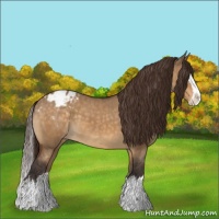 Horse Color:Buckskin Dun Sabino Splash Appaloosa 