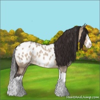 Horse Color:Brown Roan Dun Splash Appaloosa 