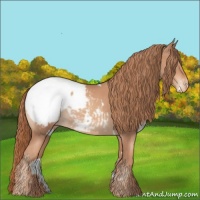 Horse Color:White Spotted Gold Champagne Snowcap 