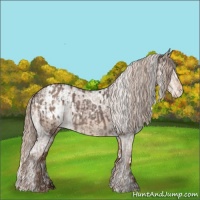 Horse Color:White Spotted Liver Red Roan Splash  and White Spotted Liver Red Dun Blanket 