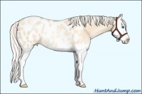 Horse Color:Silver Classic Champagne Pearl Dun Splash Appaloosa Rabicano 