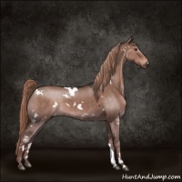 Horse Color:White Spotted Liver Red Dun 