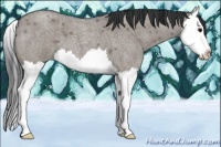 Horse Color:Grullo Roan Splash