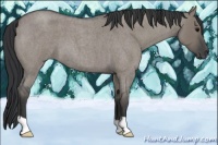 Horse Color:Grullo Roan