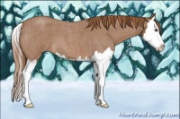 Horse Color:Red Roan Splash