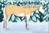 Horse Color:Palomino Roan Splash
