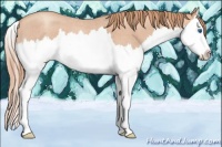 Horse Color:Gold Champagne Roan Splash 