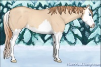 Horse Color:Gold Champagne Roan Dun Splash