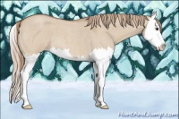 Horse Color:Red Dun Roan Splash