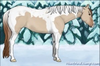 Horse Color:Red Dun Tobiano 