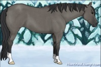 Horse Color:Grullo Roan