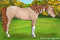Horse Color:Buckskin Pearl Tobiano 