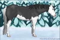 Horse Color:Blue Roan Splash 