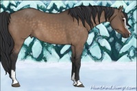Horse Color:Brown Dun Sabino 