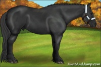 Horse Color:Black 