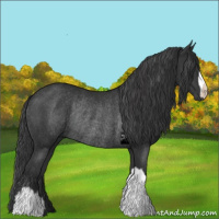 Horse Color:Black Rabicano 